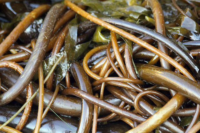 Tangled seaweed